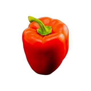 Paprika rot