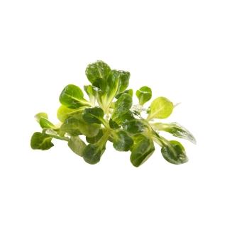 Salat, Feldsalat